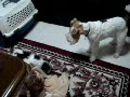 動画:マハロパパ たじたじ